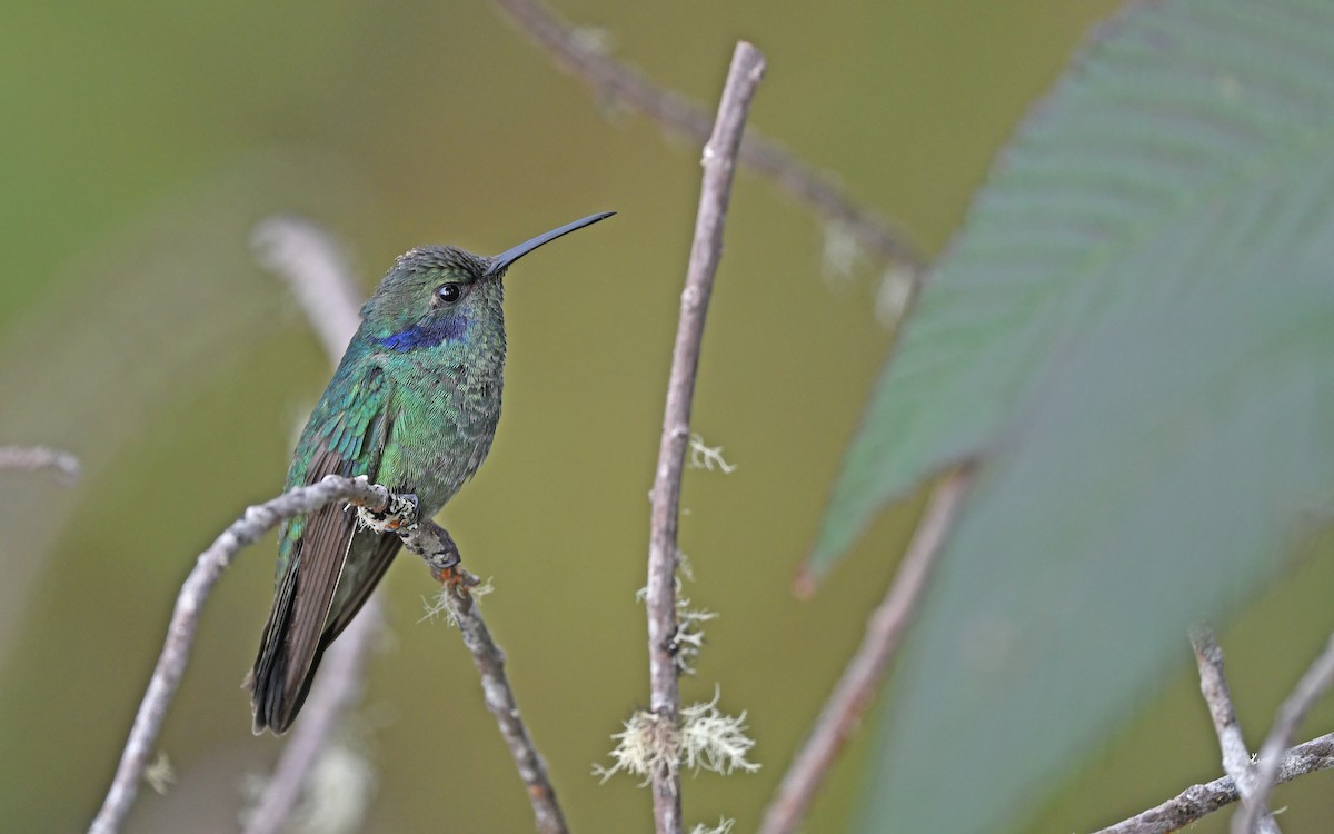 kolibřík modrouchý (ssp. cyanotus/crissalis) - ML552138521