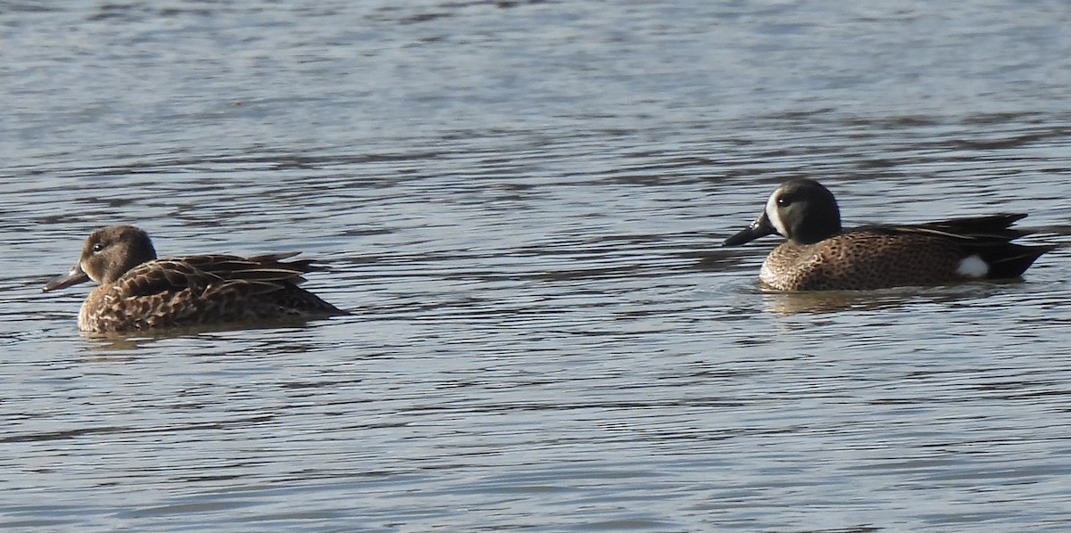 Blue-winged Teal - ML552138631