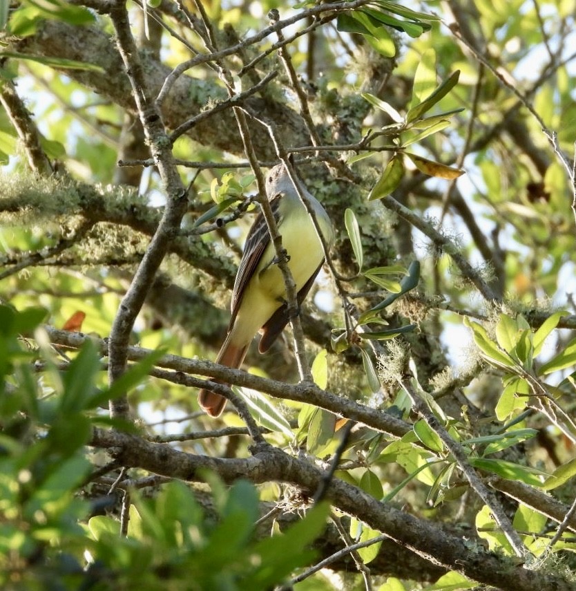 Great Crested Flycatcher - ML552138811