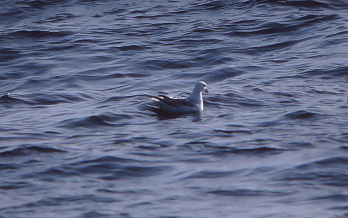 Fulmar boréal - ML55213901