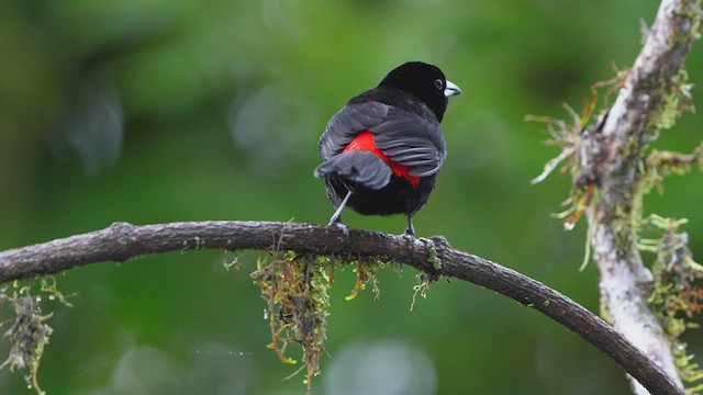 Scarlet-rumped Tanager - ML552139221