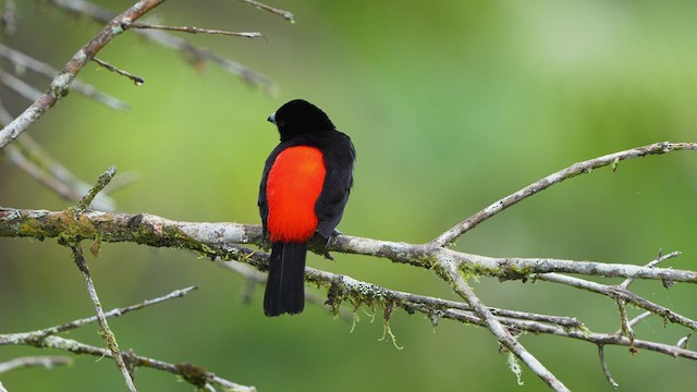 Scarlet-rumped Tanager - ML552139251