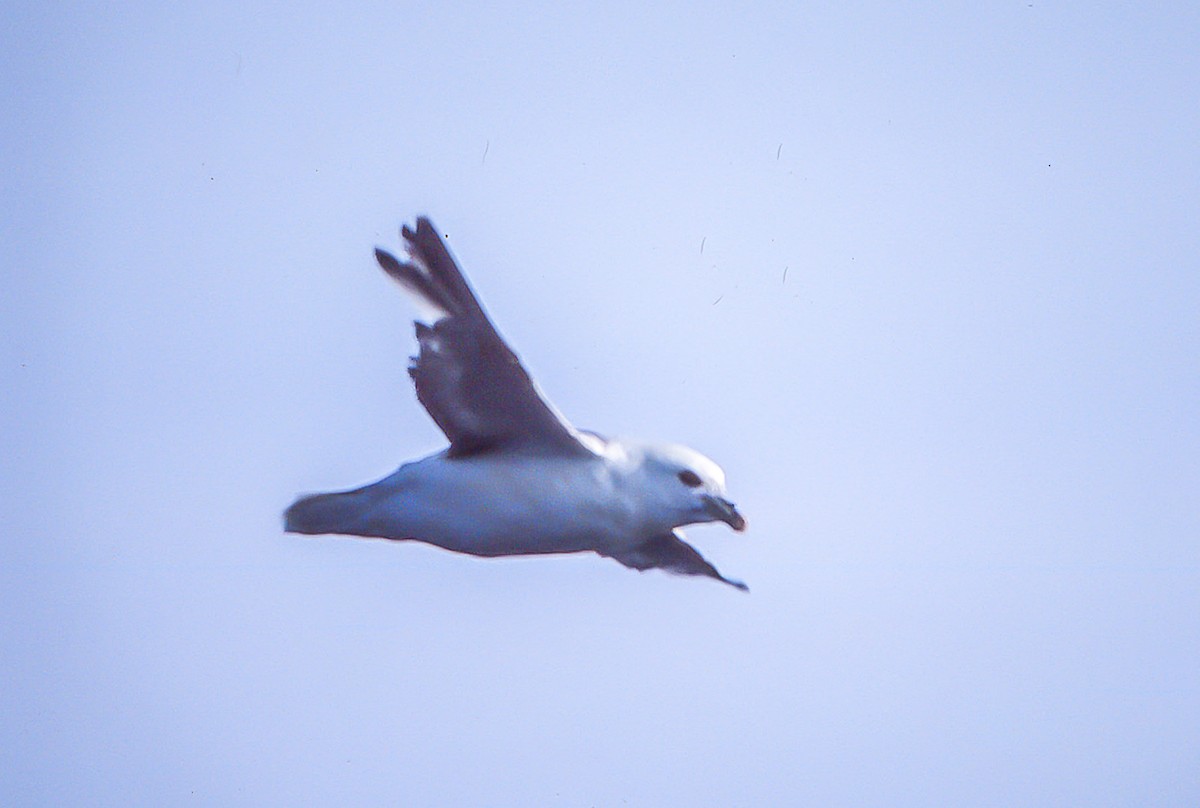 Fulmar boréal - ML55213951