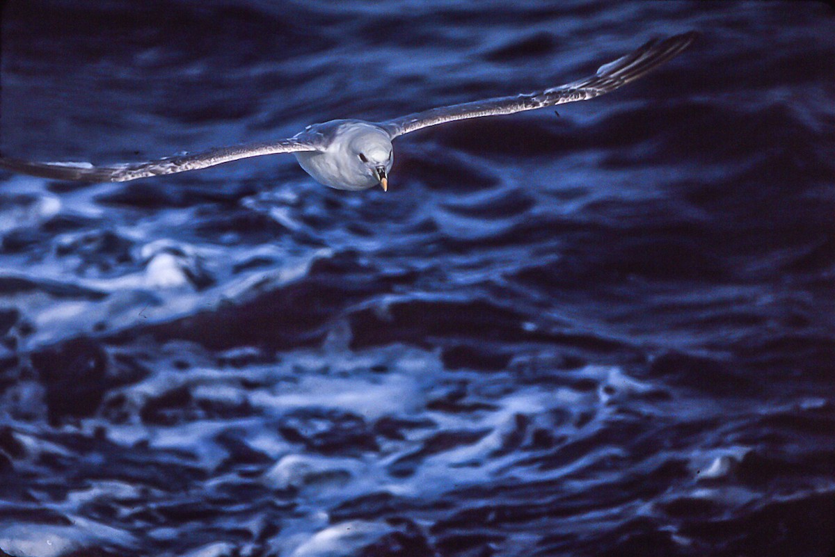 Northern Fulmar - ML55213961