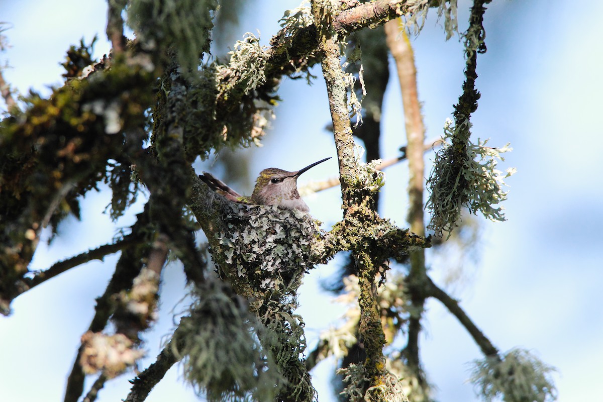 Anna's Hummingbird - ML552139801