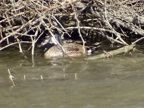 Blue-winged Teal - ML552139941