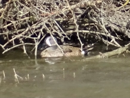 Blue-winged Teal - ML552139961