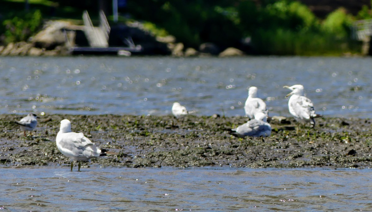 Ring-billed Gull - ML552141071