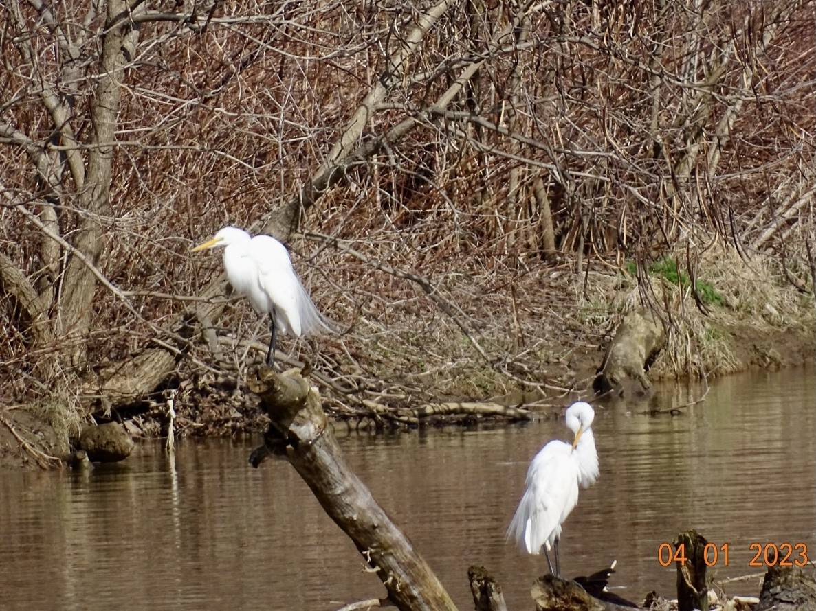 Great Egret - Jill Medley