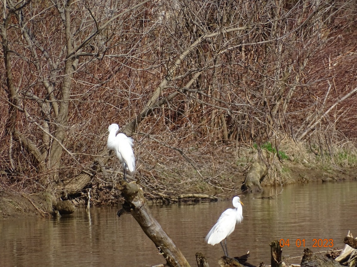 Great Egret - Jill Medley