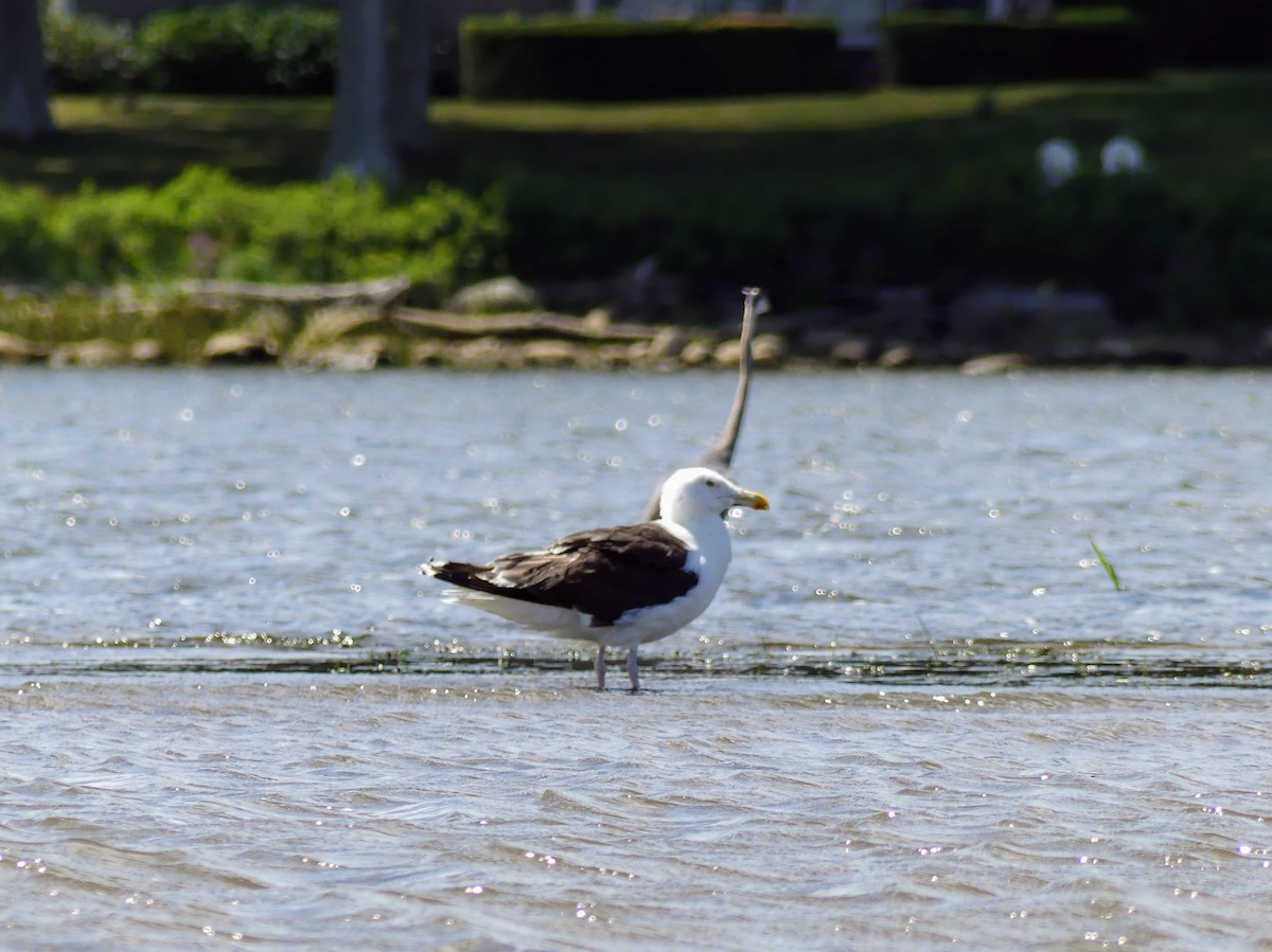 Great Black-backed Gull - ML552141391