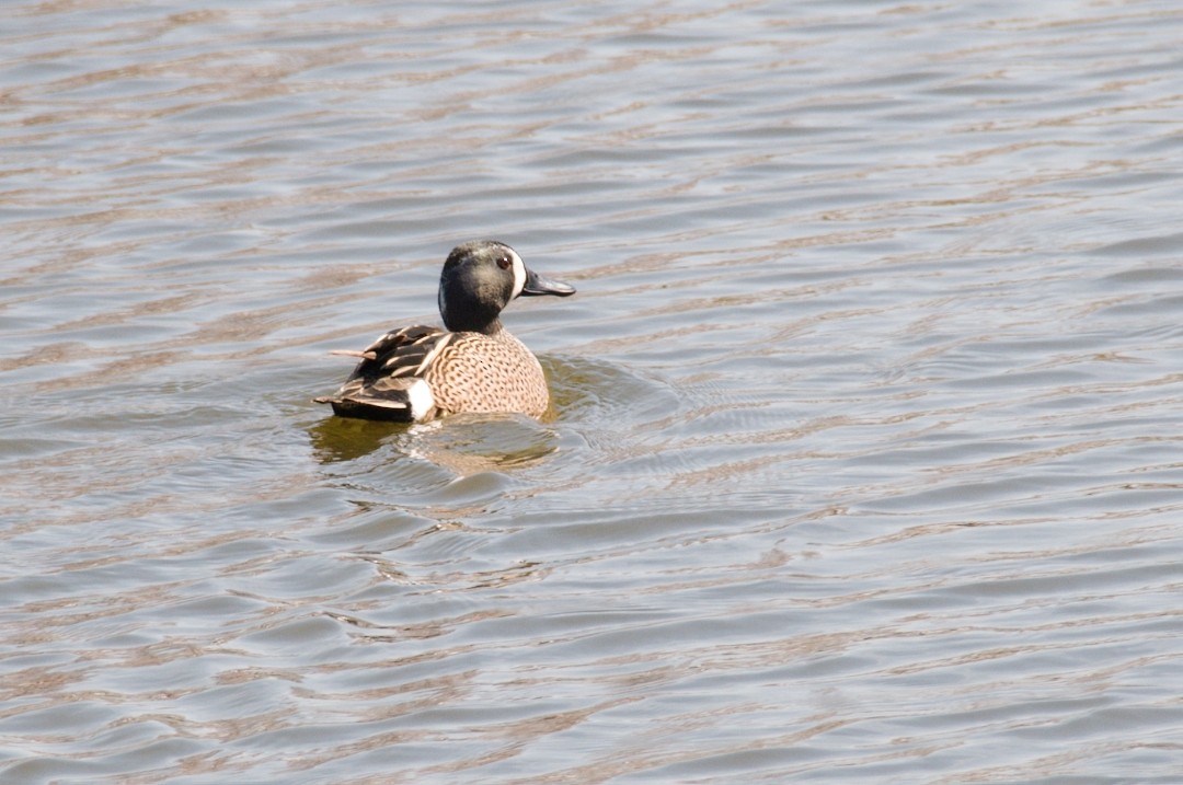 Blue-winged Teal - ML552141651