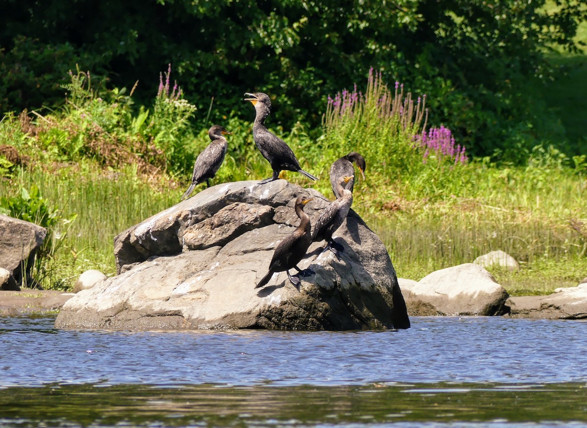 Double-crested Cormorant - ML552141701
