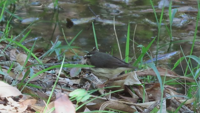 Louisiana Waterthrush - ML552141951