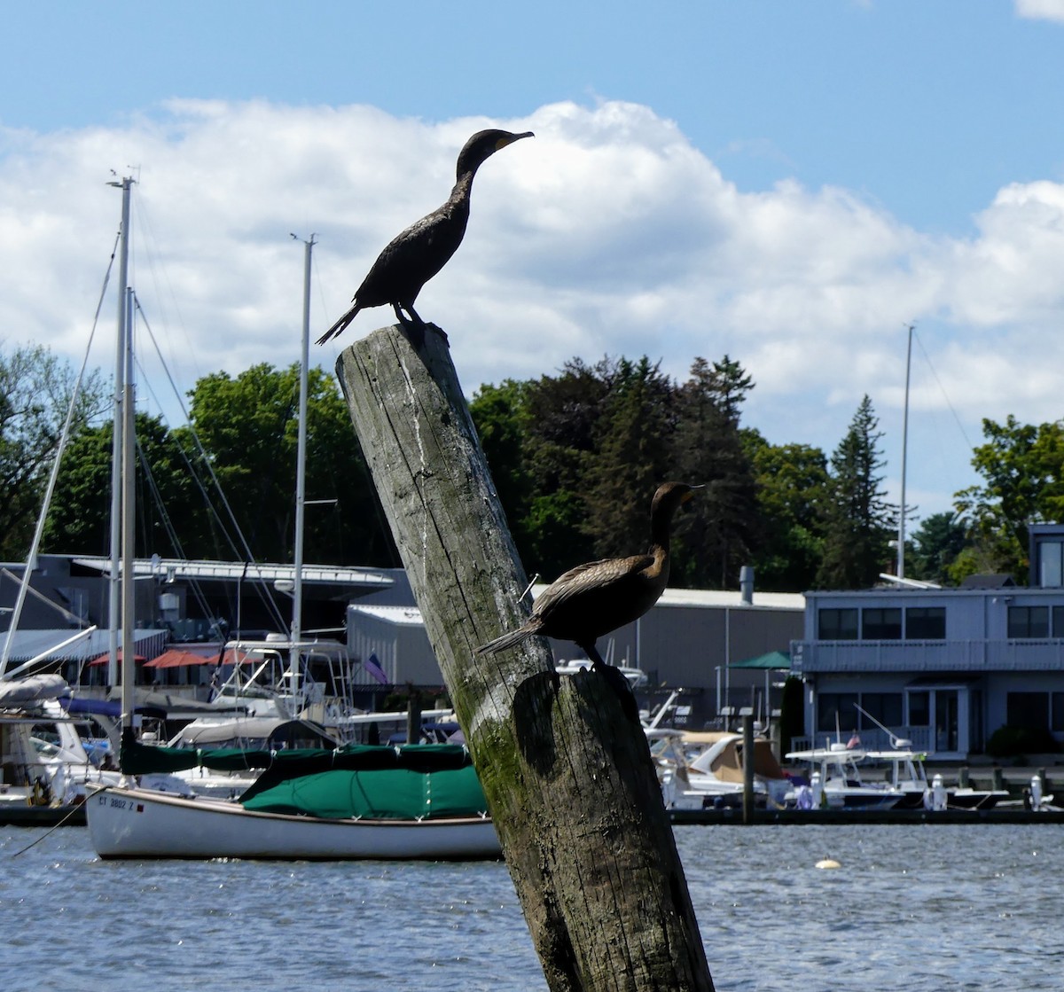 Double-crested Cormorant - ML552141971