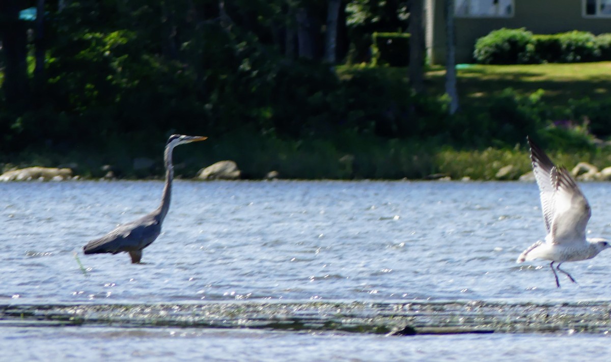 Great Blue Heron - ML552142081