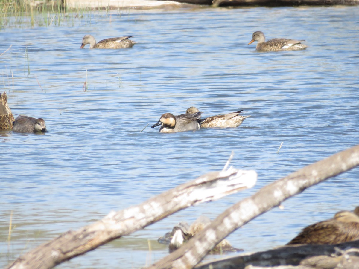 Gadwall x Northern Pintail (hybrid) - ML552142191