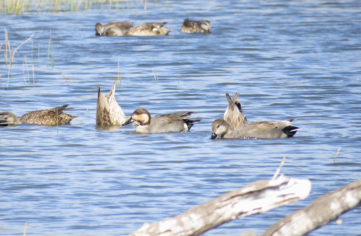 Gadwall x Northern Pintail (hybrid) - ML552142271