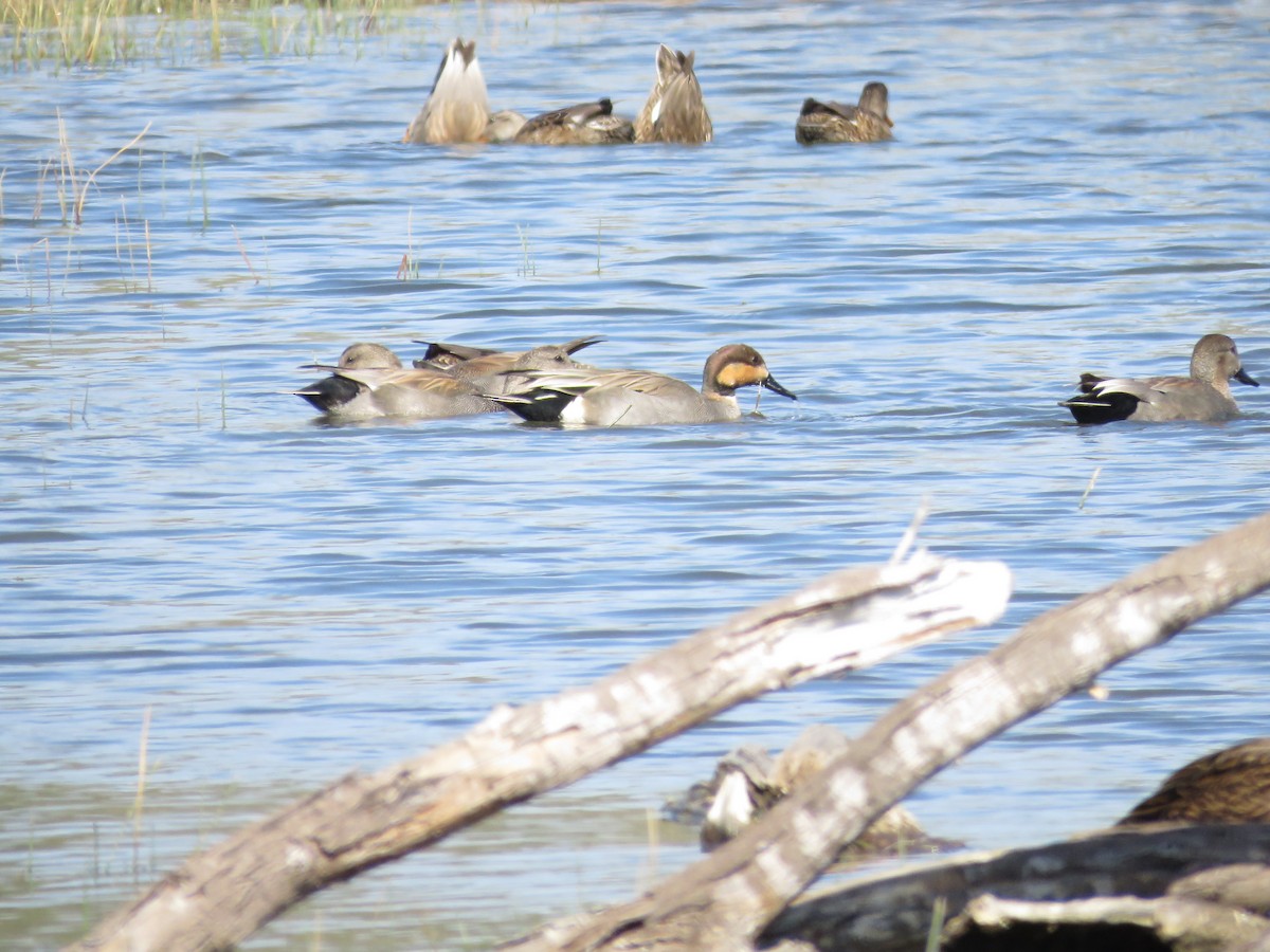 Gadwall x Northern Pintail (hybrid) - ML552142401