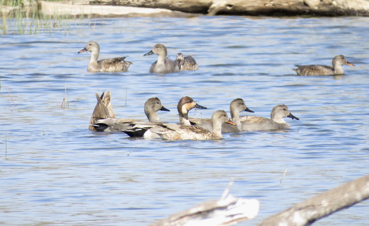 Gadwall x Northern Pintail (hybrid) - ML552142421