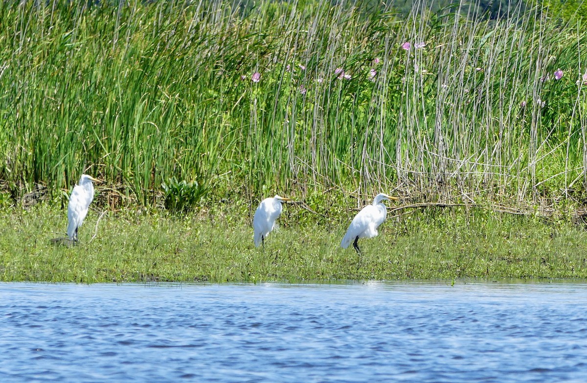 Great Egret - ML552142571