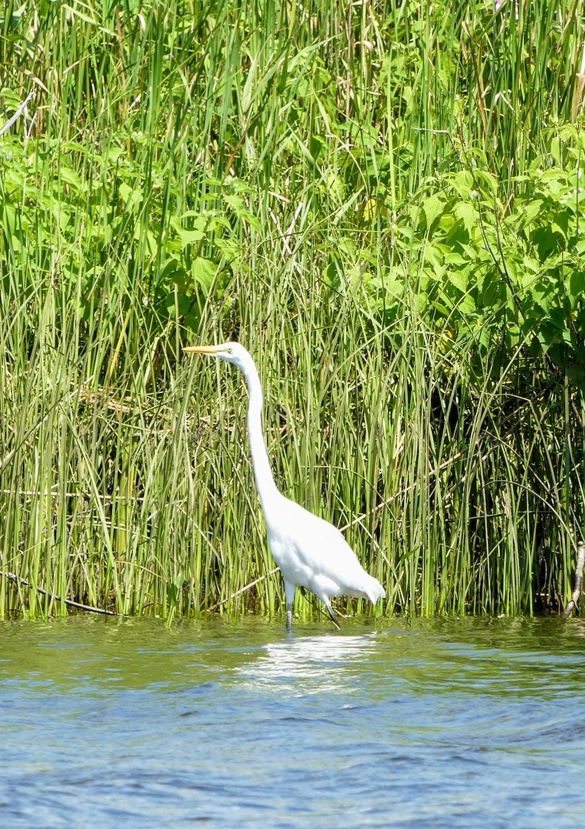 Great Egret - ML552142581