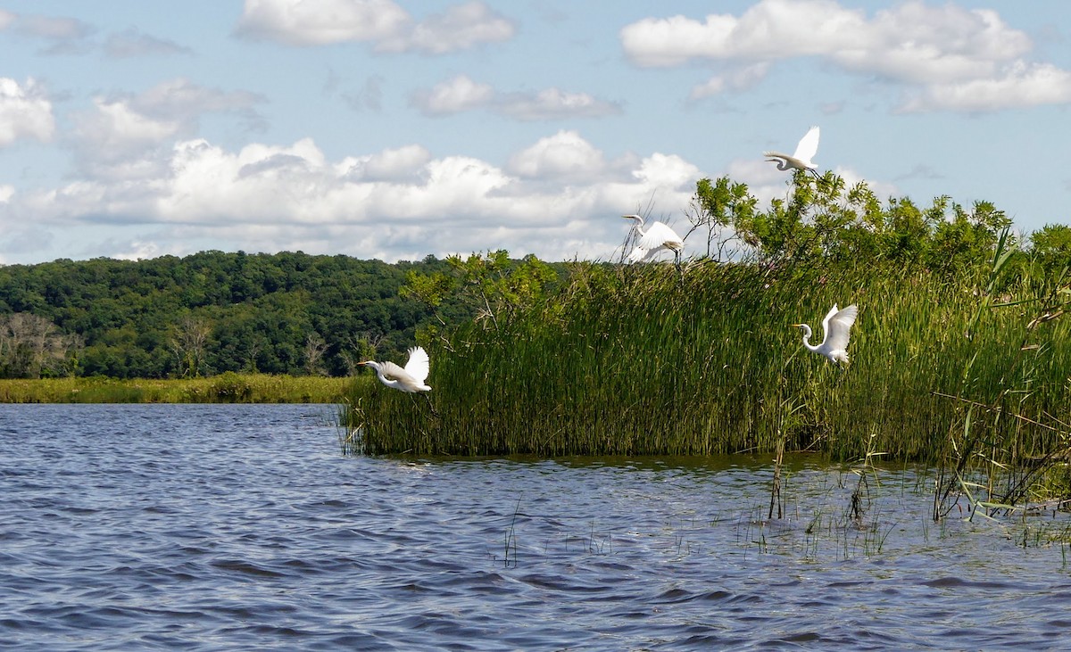Great Egret - ML552142901
