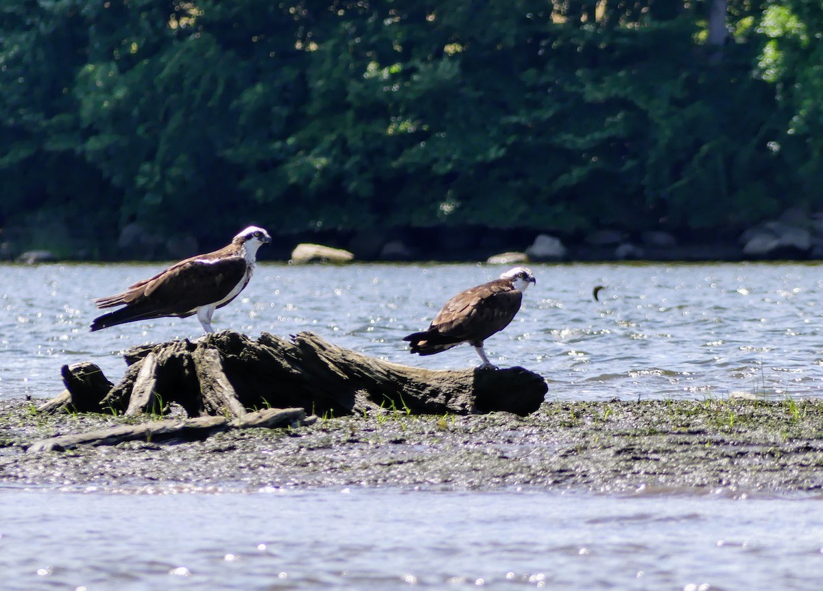Osprey - ML552144141