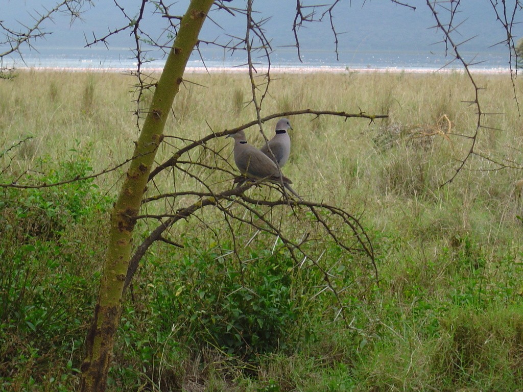 Ring-necked Dove - ML552144671