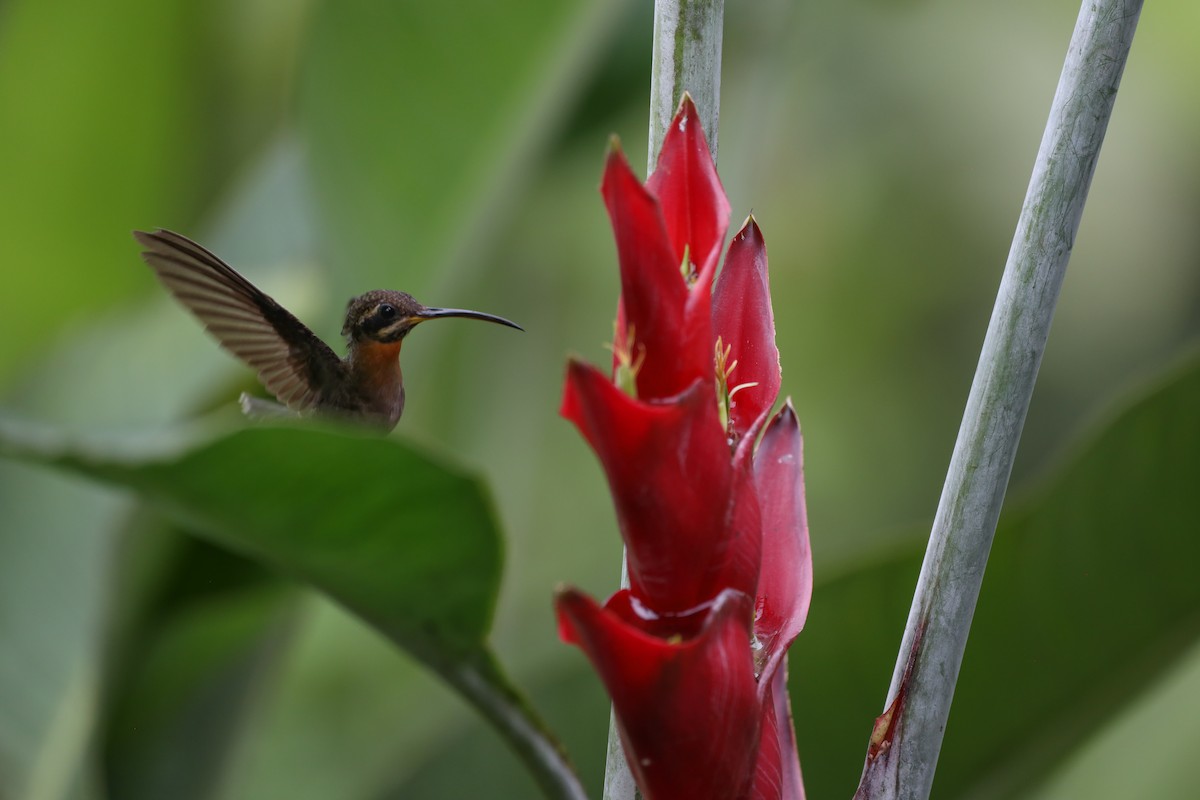 Band-tailed Barbthroat - ML552145221