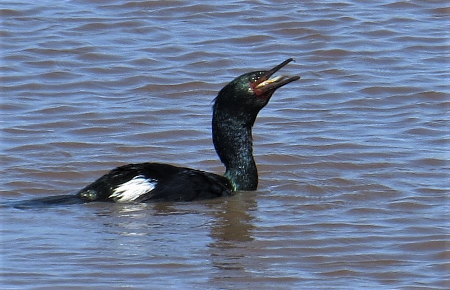 Pelagic Cormorant - ML55214551