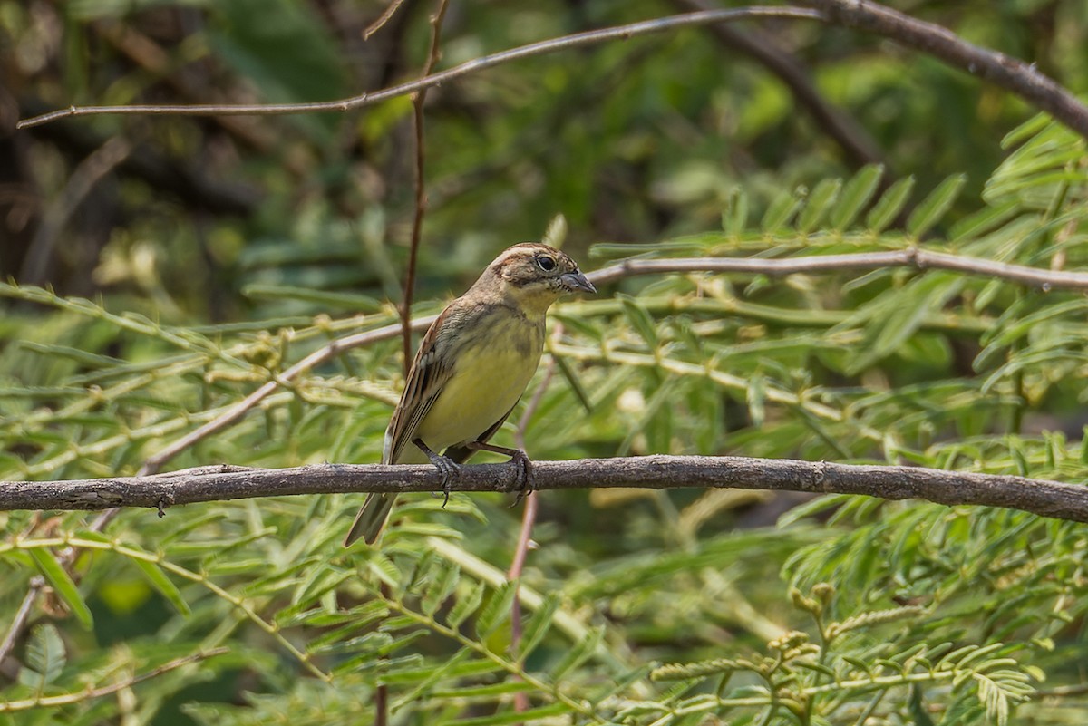 Yellow-breasted Bunting - Wich’yanan Limparungpatthanakij