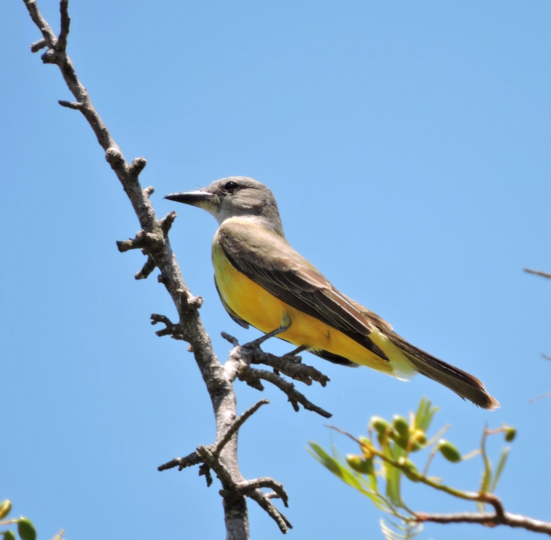 Tropical Kingbird - ML55214581