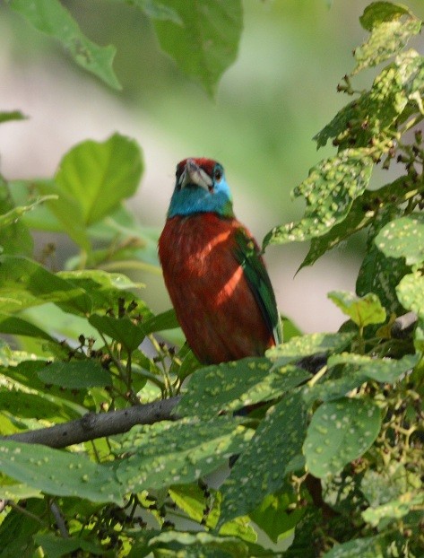 Barbudo Gorjiazul Común - ML55214731