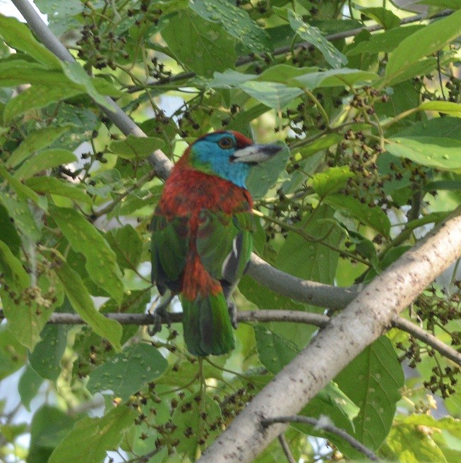 Blue-throated Barbet - Prasad Ganpule