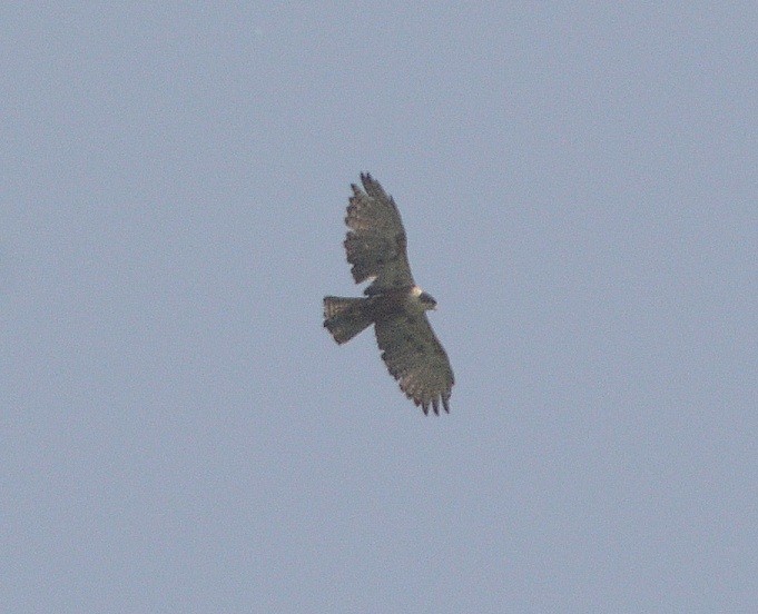 Rufous-bellied Eagle - Prasad Ganpule