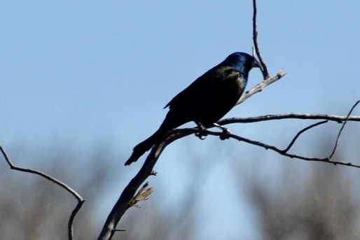 Common Grackle - ML552149401