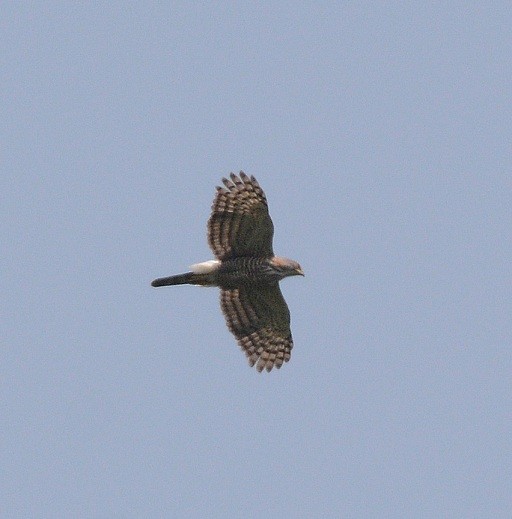 Crested Goshawk - ML55214961