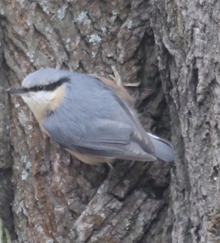 Eurasian Nuthatch - Scott Smith