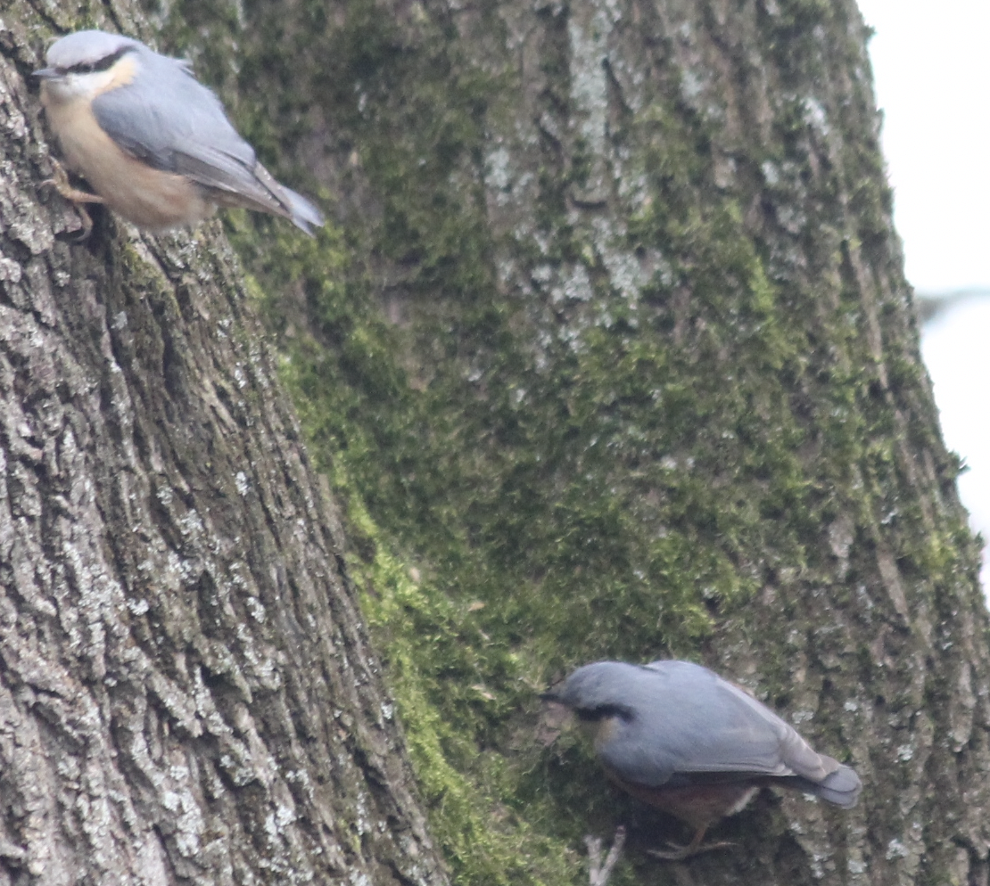 Eurasian Nuthatch - Scott Smith