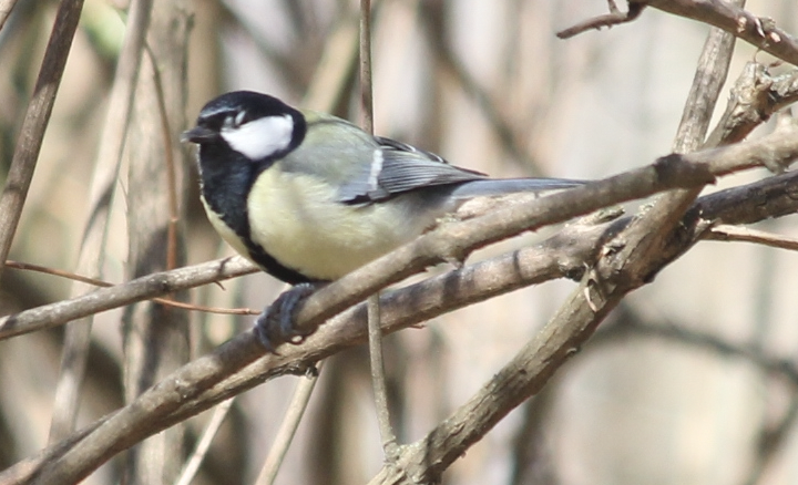 Great Tit - ML552149931