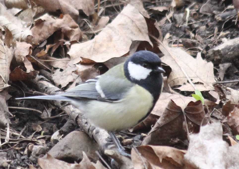 Mésange charbonnière - ML552149941