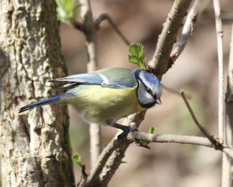 Eurasian Blue Tit - ML552150011