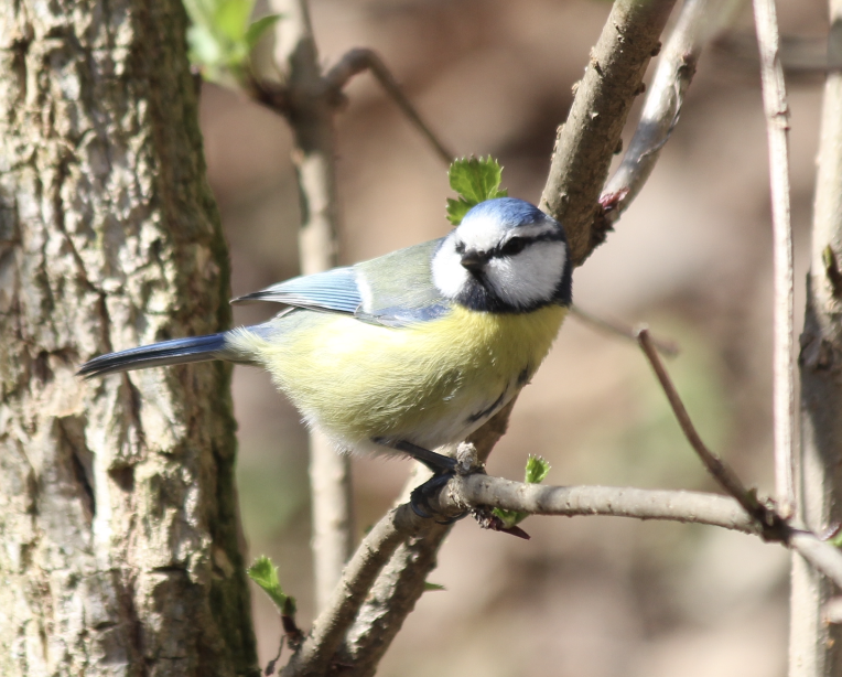 Eurasian Blue Tit - Scott Smith