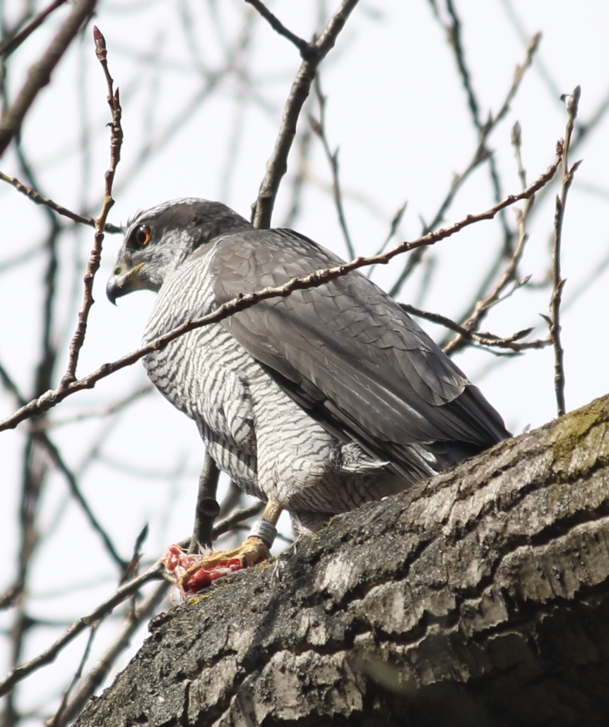 Eurasian Goshawk - ML552150171