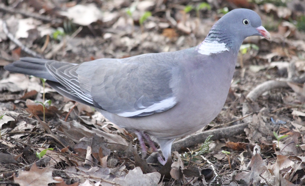 Common Wood-Pigeon - Scott Smith