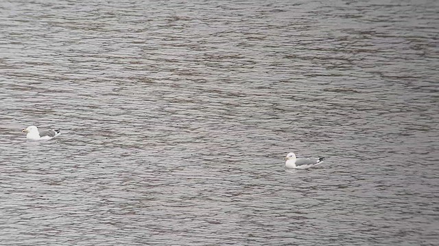 Ring-billed x Lesser Black-backed Gull (hybrid) - ML552150321