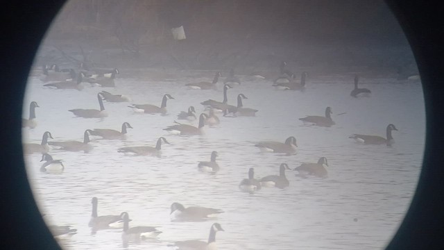 Pink-footed Goose - ML552150461