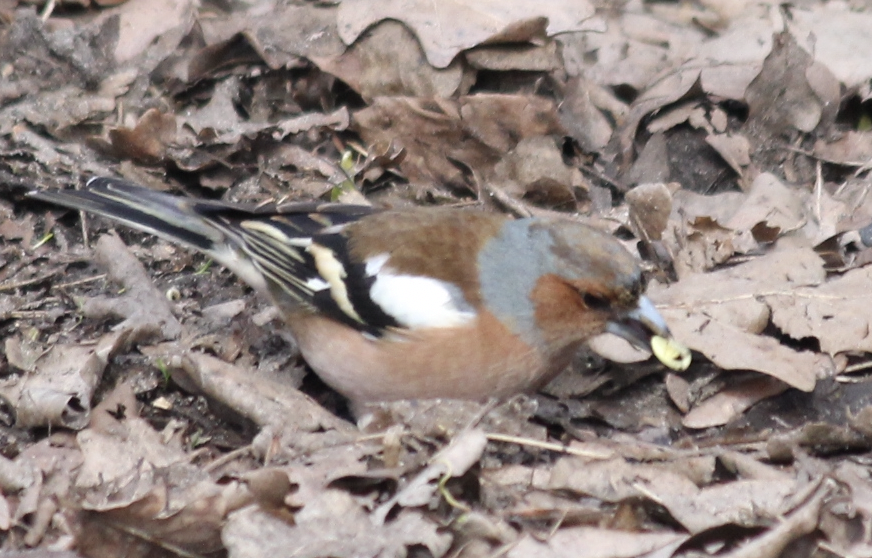 Common Chaffinch - ML552150561