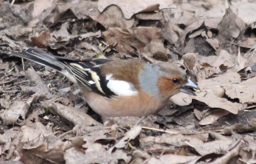 Common Chaffinch - Scott Smith